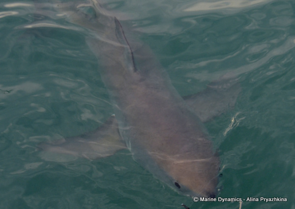 Great white shark, Gansbaai, South Africa